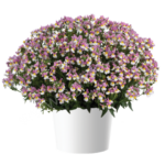 Немезия MENOR DUAL VIOLET от Завода ФЛОРА
