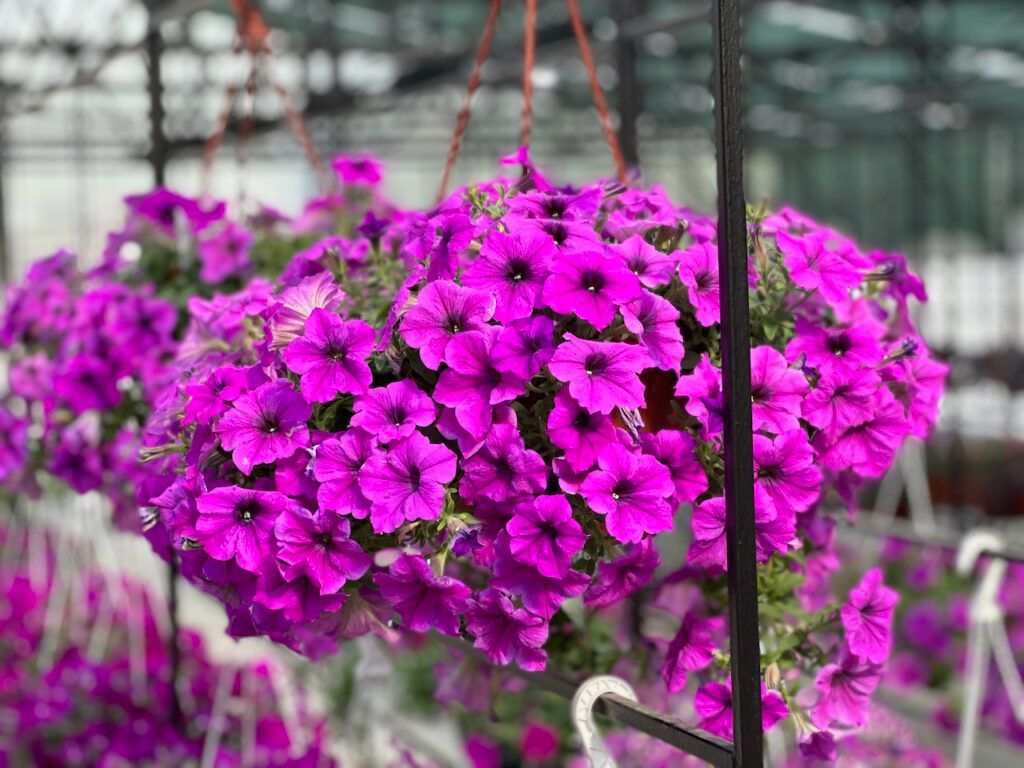 Завод Флора