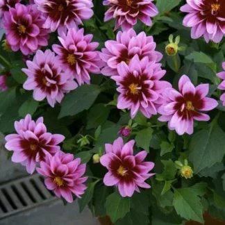 Георгины Dahlietta Surprise Demi Pink Bicolor от Завода ФЛОРА