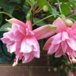 Фуксия полуампельная Fuchsia Pink Galore от Завода ФЛОРА