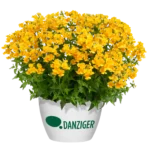 Немезия Sunsatia Plus Granada от Завода ФЛОРА