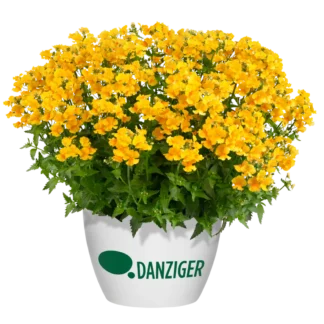 Немезия Sunsatia Plus Granada от Завода ФЛОРА
