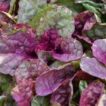 Аюга Sugar Plum 0,1л. от Завода ФЛОРА