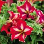 Петуния Crazytunia Mandeville от Завода ФЛОРА