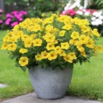 Петхоа Beautical Yellow Sun от Завода ФЛОРА