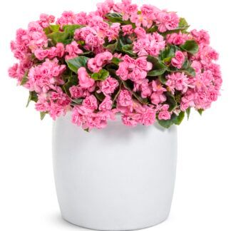 Бегония Вечноцветущая Double Cherry Blossom от Завода ФЛОРА