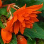Бегония Belleconia Hot Orange от Завода ФЛОРА
