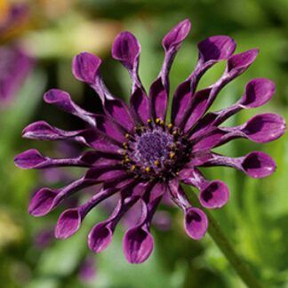 Остеоспермум Flower Power Spider Purple (0,1л)