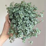 Пилея Ливанская  0,1л. от Завода ФЛОРА