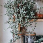 Пилея Ливанская  0,1л. - фото 1 от Завода ФЛОРА