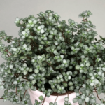 Пилея Ливанская  0,1л. - фото 2 от Завода ФЛОРА