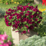 Петуния Surfinia Classic Burgundy от Завода ФЛОРА