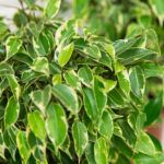 Фикус Бенджамина Кинки - фото 2 от Завода ФЛОРА