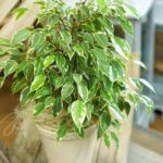 Фикус Бенджамина Кинки от Завода ФЛОРА