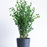 Фикус Бенджамина Барок от Завода ФЛОРА