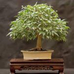 Фикус Бенджамина Кинки - фото 3 от Завода ФЛОРА