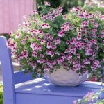 Пеларгония PAC Angeleyes Randy от Завода ФЛОРА