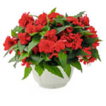 Бегония Клубневая NONSTOP JOY RED от Завода ФЛОРА