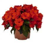 Бальзамин новогвинейский Magnum Fire от Завода ФЛОРА