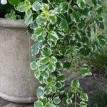 Плектрантус "Маргинатус" от Завода ФЛОРА