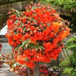 Бегония ампельная Illumination Orange от Завода ФЛОРА