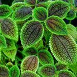 Пилея "Pilea Moon Valley" от Завода ФЛОРА