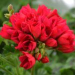 Пеларгония зональная Lilian Andrea от Завода ФЛОРА