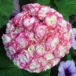 Пеларгония зональная Apple Blossom Rosebud - фото 2 от Завода ФЛОРА