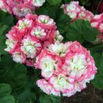 Пеларгония зональная Apple Blossom Rosebud - фото 1 от Завода ФЛОРА