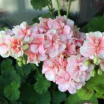 Пеларгония зональная Ludwigsburger Flair - фото 1 от Завода ФЛОРА