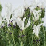 Белая Лаванда Laveanna White Frost - фото 1 от Завода ФЛОРА