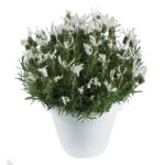 Белая Лаванда Laveanna White Frost от Завода ФЛОРА