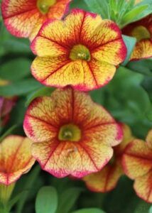 Калибрахоа M.F. Uno Early Oriental 455 (срез/5шт)