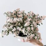 Пилея мелколистная вариегатная от Завода ФЛОРА