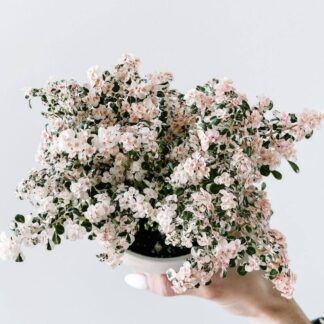 Пилея мелколистная вариегатная  (Pilea microphylla variegata) (0,1л)