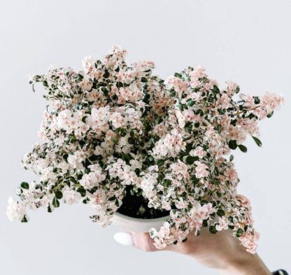 Пилея мелколистная вариегатная  (Pilea microphylla variegata) (0,1л)