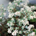 Пилея мелколистная вариегатная от Завода ФЛОРА