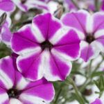 Петуния CASCADIAS Fuchsia Gem  НОВИНКА 2025 - фото 1 от Завода ФЛОРА