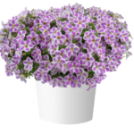 Петуния CASCADIAS Lilac Frost  НОВИНКА от Завода ФЛОРА