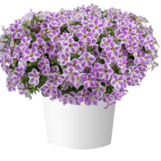 Петуния CASCADIAS Lilac Frost (0,1л) НОВИНКА 2025