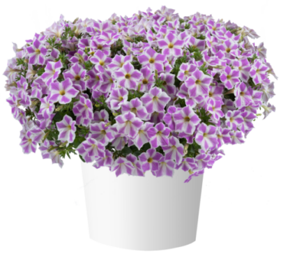 Петуния CASCADIAS Lilac Frost (0,1л) НОВИНКА 2025