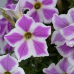 Петуния CASCADIAS Lilac Frost  НОВИНКА 2025 - фото 1 от Завода ФЛОРА