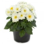 Георгины Labella Piccolo White от Завода ФЛОРА