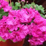 Пеларгония зональная ИРИДА За Роскошь от Завода ФЛОРА