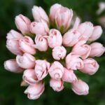 Пеларгония Emma fran Bengtsbo от Завода ФЛОРА