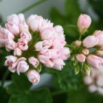 Пеларгония Emma fran Bengtsbo - фото 2 от Завода ФЛОРА