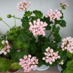 Пеларгония Emma fran Bengtsbo - фото 1 от Завода ФЛОРА