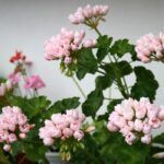 Пеларгония Emma fran Bengtsbo - фото 3 от Завода ФЛОРА