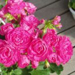 Пеларгония Династия Даджи от Завода ФЛОРА