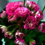 Пеларгония зональная Ю-Грушенька от Завода ФЛОРА